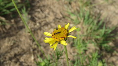 Gaillardia megapotamica
