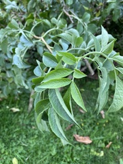 Sambucus nigra