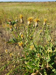 Centaurea chartolepis