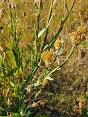 Centaurea chartolepis