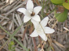 Wahlenbergia cernua