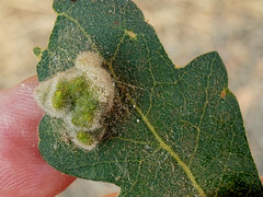 Aceria trichophila