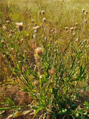 Centaurea chartolepis