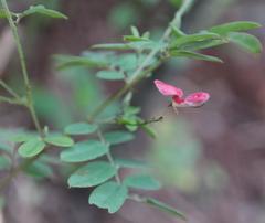 Indigofera schinzii