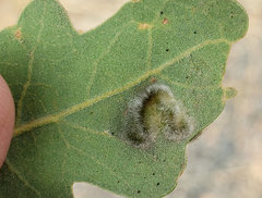 Aceria trichophila