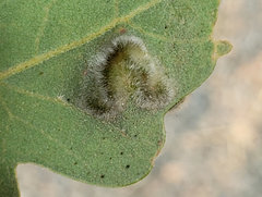 Aceria trichophila