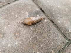Rumina decollata