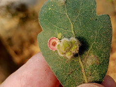 Aceria trichophila