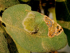 Aceria trichophila
