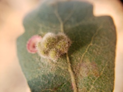 Aceria trichophila
