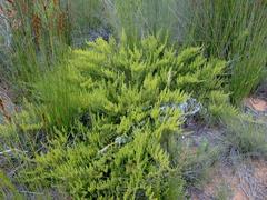 Aspalathus sanguinea