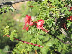 Erythrophysa alata