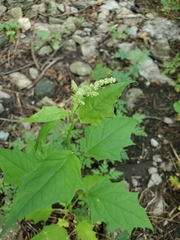 Chenopodiastrum simplex