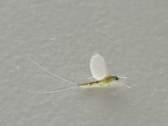 Ephemeroptera