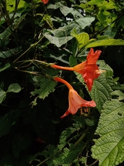 Ipomoea funis