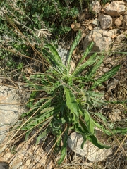 Leontodon biscutellifolius