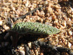 Eriospermum tuberculatum