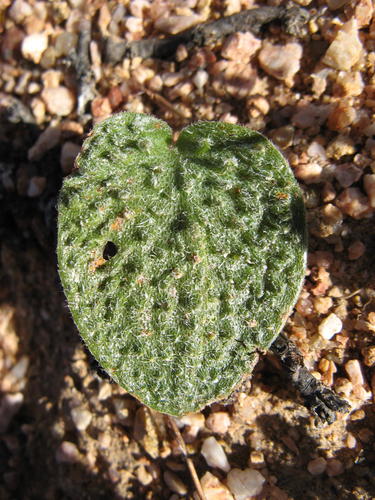 Warty Woolseed (Eriospermum tuberculatum)