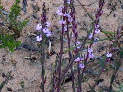 Muraltia dispersa