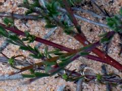 Muraltia dispersa