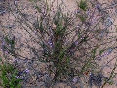 Muraltia dispersa