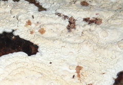 Radulomyces confluens