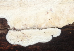 Radulomyces confluens