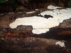 Radulomyces confluens