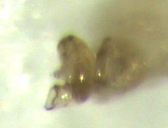 Acrotrichis insularis