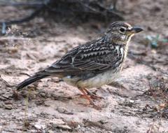 Galerida magnirostris sedentaria
