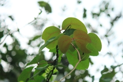 Sargentodoxa cuneata