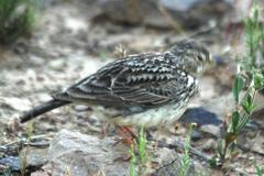 Galerida magnirostris sedentaria