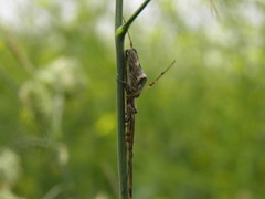 Tetragnatha nigrita