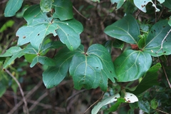 Sargentodoxa cuneata