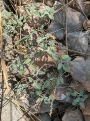 Scutellaria orientalis orientalis