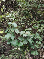 Sargentodoxa cuneata