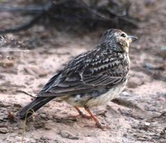Galerida magnirostris sedentaria