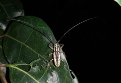 Epepeotes uncinatus