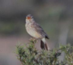 Galerida magnirostris sedentaria