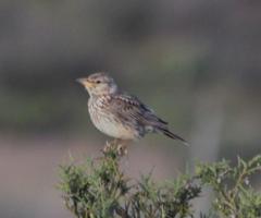 Galerida magnirostris sedentaria