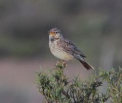 Galerida magnirostris sedentaria