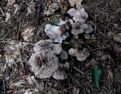 Phellodon violascens