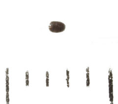 Acrotrichis insularis