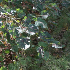 Tilia cordata