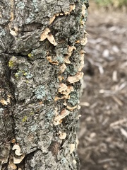 Stereum complicatum