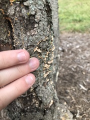 Stereum complicatum