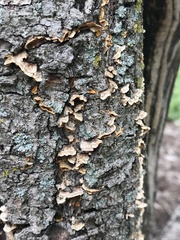 Stereum complicatum
