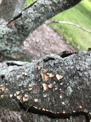 Stereum complicatum