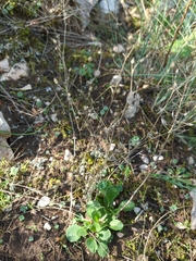 Arenaria leptoclados