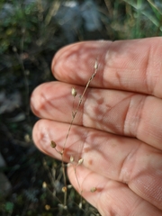 Arenaria leptoclados